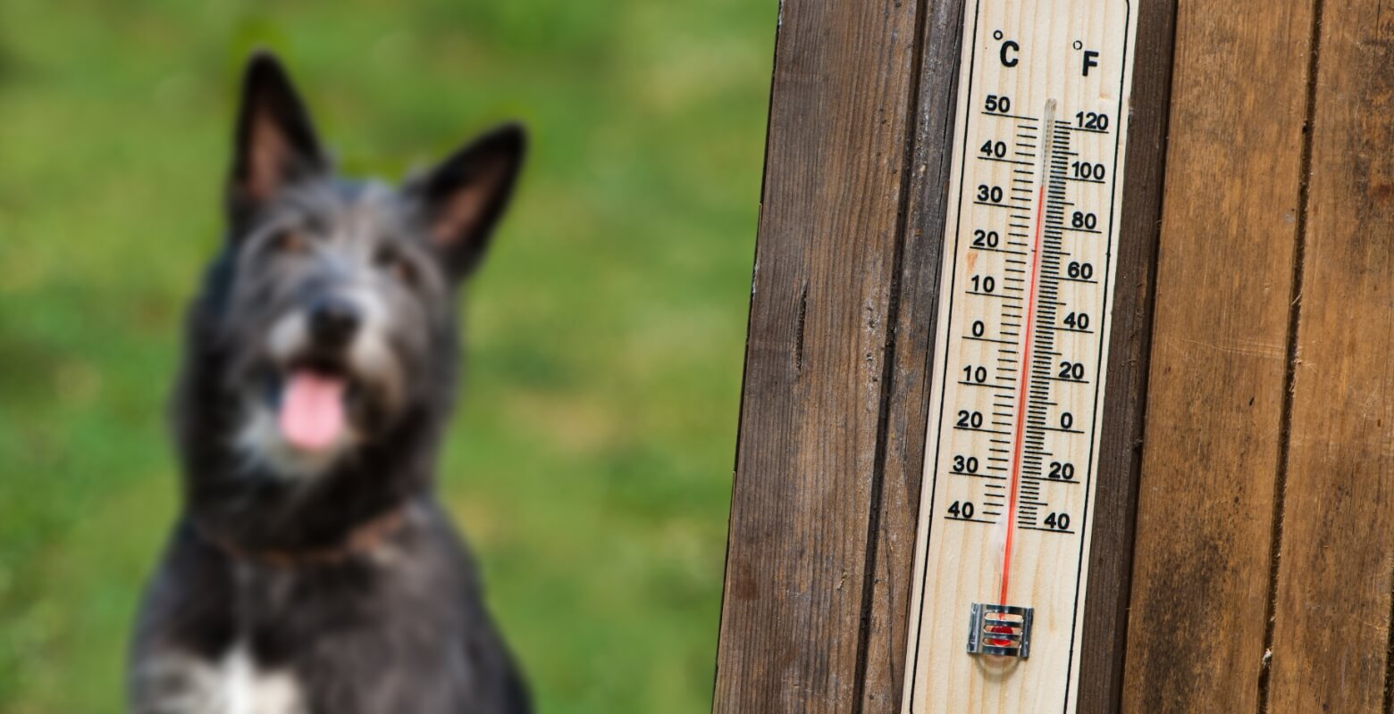 温度計と外にいる犬の画像