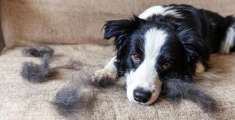 犬の抜け毛が増える換毛期。お手入れ、お掃除、どう乗り切る？