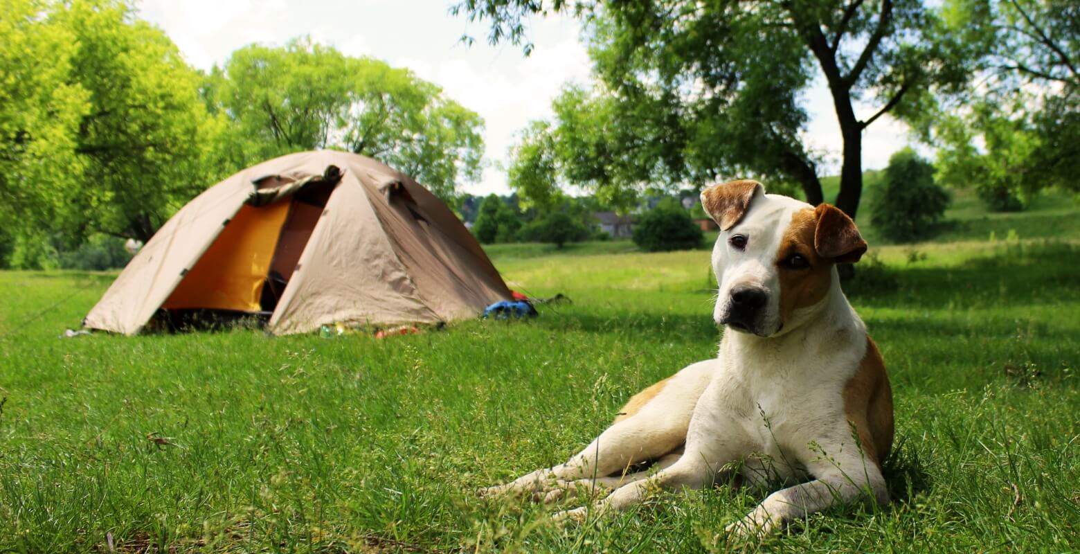 テントと犬の画像