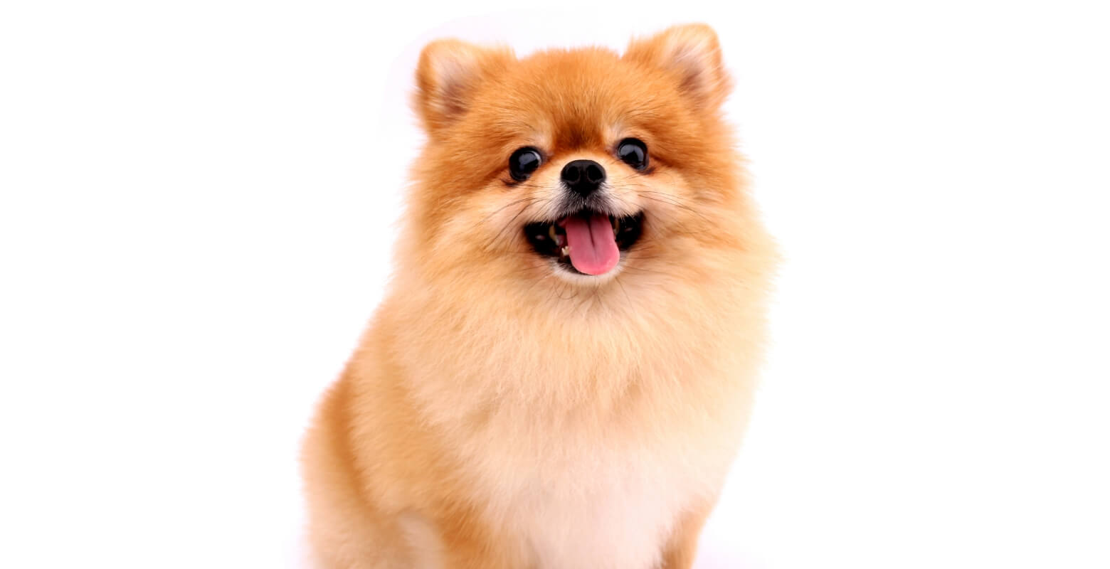 もふもふのポメラニアンの子犬の写真