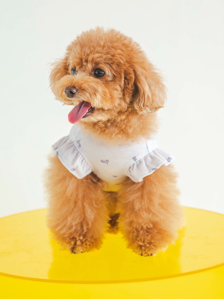 gelato pique（ジェラートピケ）【CAT&DOG】【販路限定商品】小花柄COOLプルオーバー｜全2色