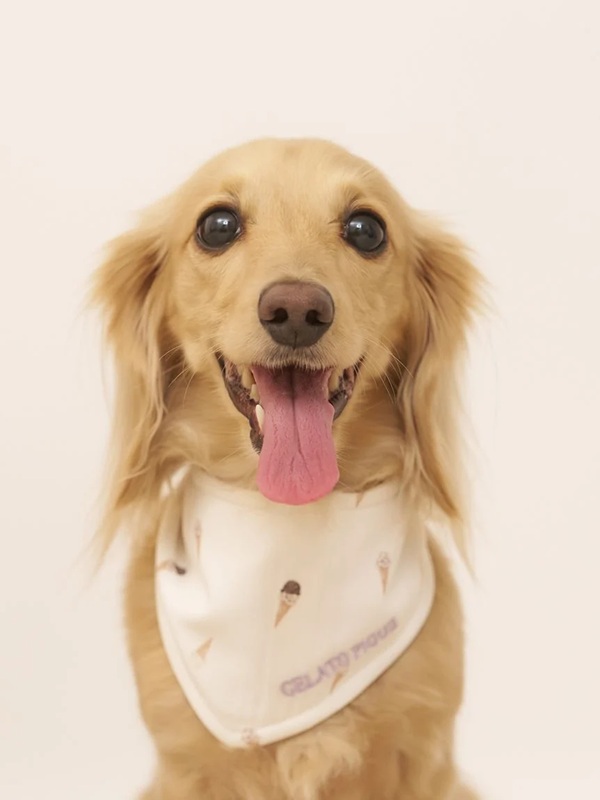 gelato pique(ジェラートピケ)【CAT&DOG】【販路限定商品】アイス柄保冷剤入れバンダナ|全2色