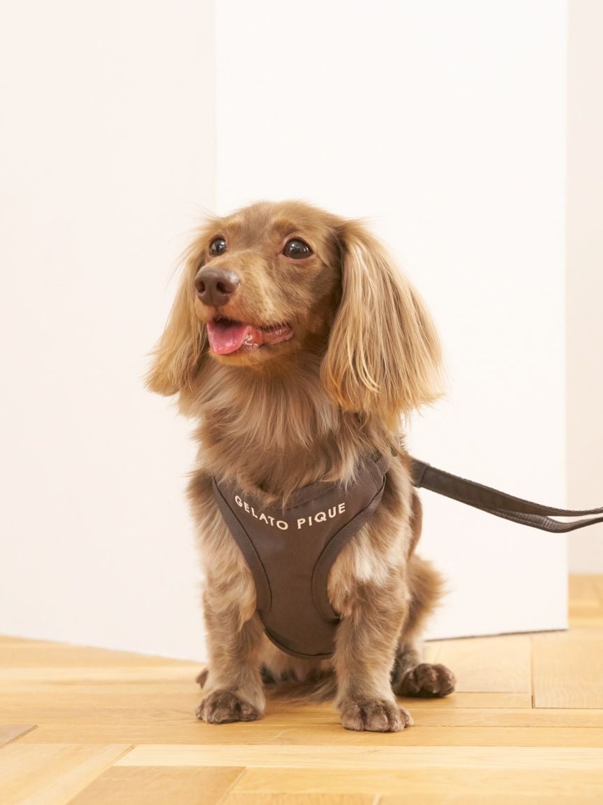 gelato pique(ジェラートピケ)【CAT&DOG】【販路限定商品】 背中あきハーネス