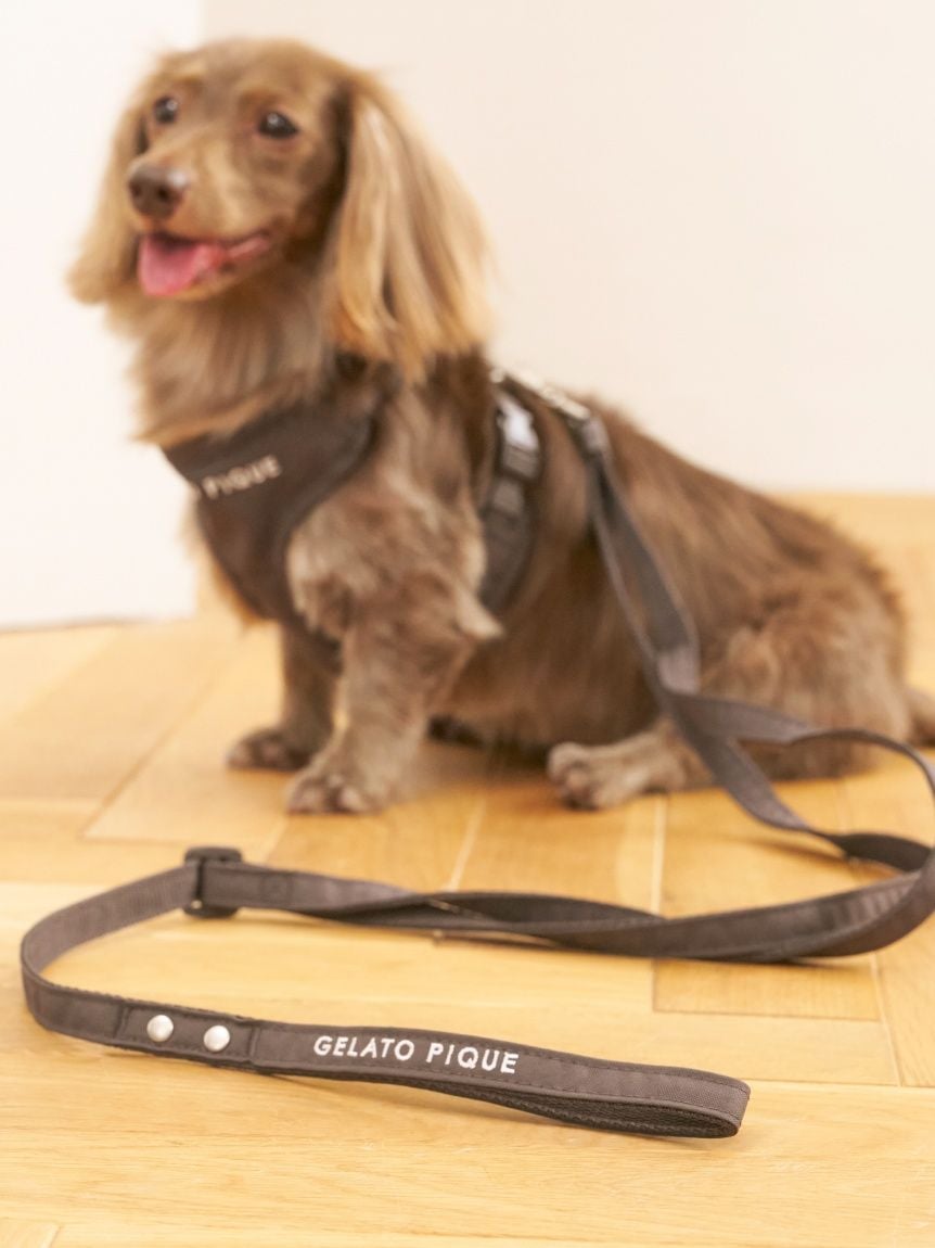 gelato pique(ジェラートピケ)【CAT&DOG】【販路限定商品】リード
