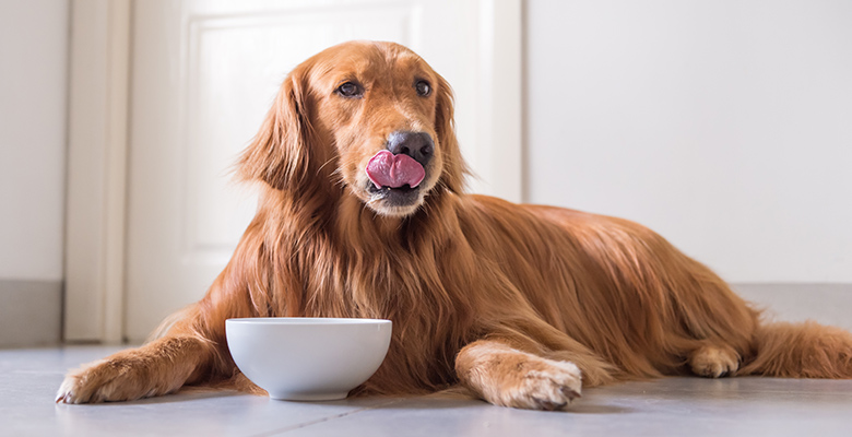 ごはんを美味しそうに食べている犬