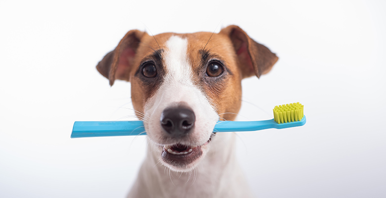 愛犬の歯磨き、いつから？どのように？ 基本の磨き方や嫌がらない工夫を紹介！