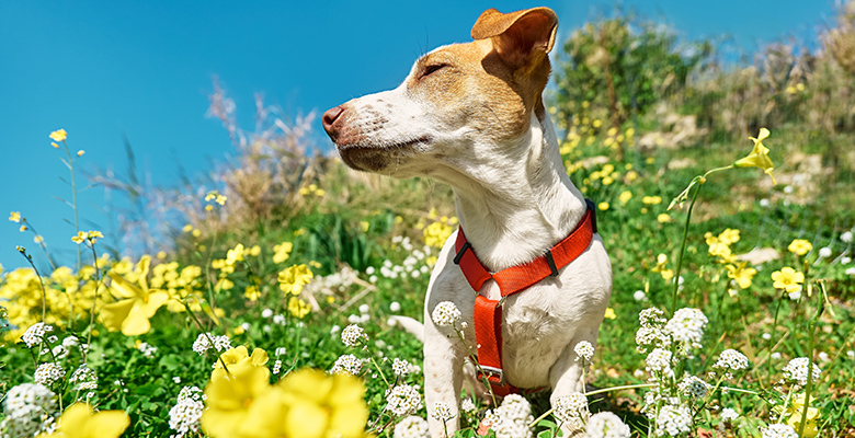 花畑の中にいる犬の画像