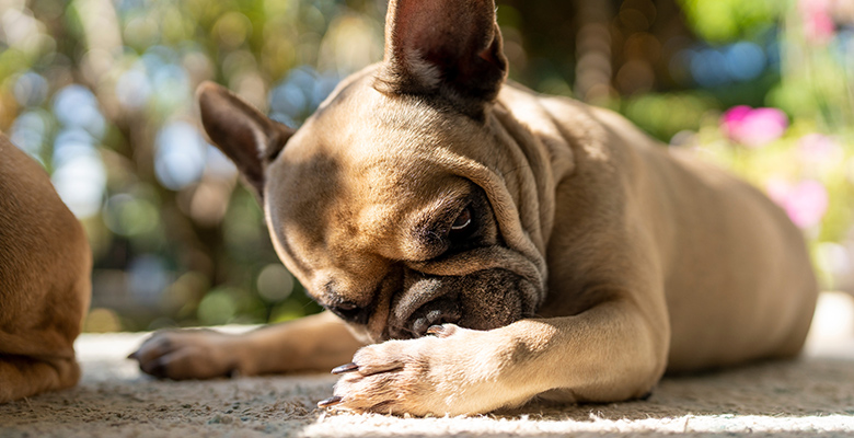 花粉の時期は要注意！犬にも出る花粉症（花粉アレルギー）の症状と、覚えておきたい対策