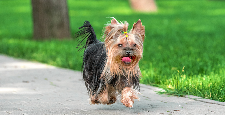 ヨークシャテリアはどんな犬？飼い方・しつけ方をご紹介！気品のある姿と美しい毛並みが魅力