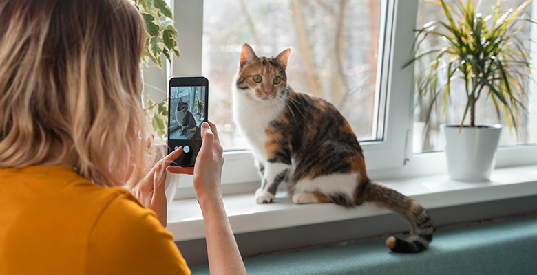 窓際に入る猫を撮影している写真