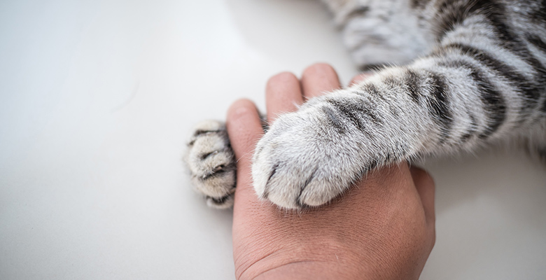 飼い主の手に猫が自分の手を添える写真