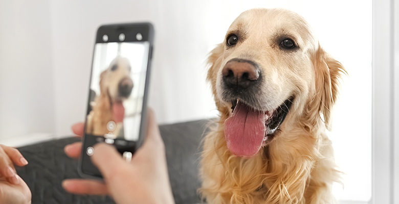 愛犬・愛猫のかわいい写真の撮り方は？おめかし用の犬服＆グッズもご紹介！！