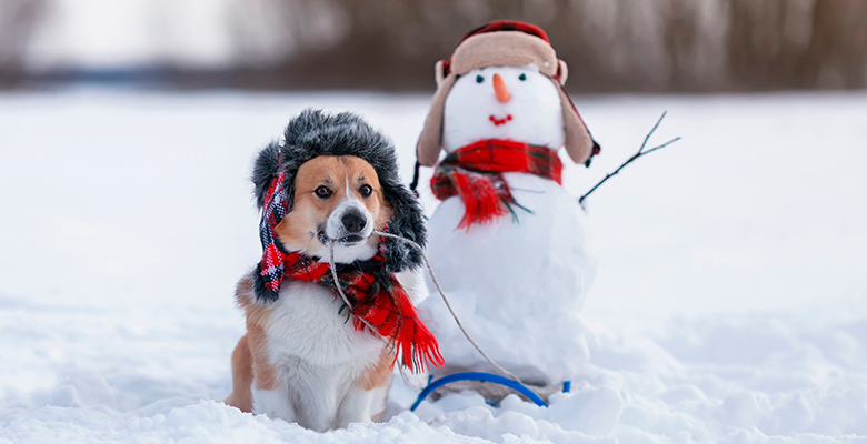 帽子とマフラーのお揃いコーデをしたコーギーと雪だるま