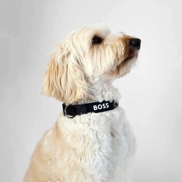 BOSS（ボス）カラー / Dog Essentials Collar