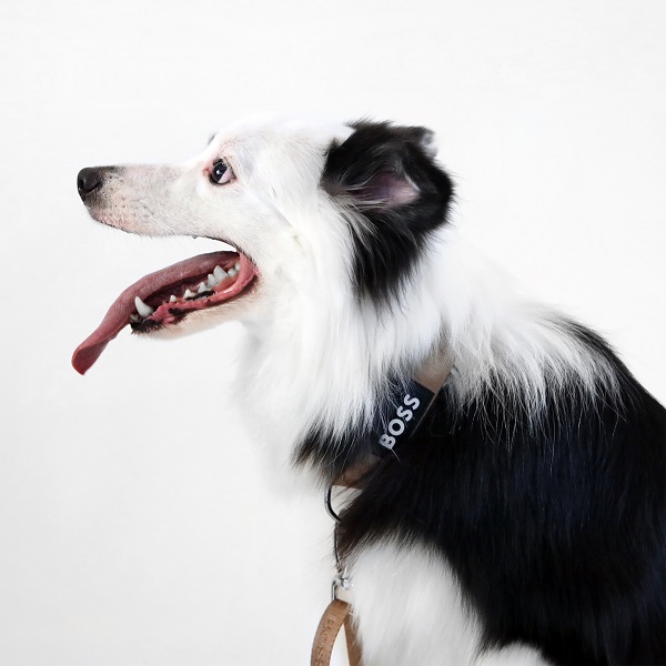 【先行予約販売】BOSS（ボス）カラー / Dog Essentials Collar