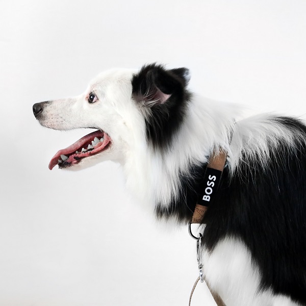 【先行予約販売】BOSS（ボス）カラー / Dog Essentials Collar