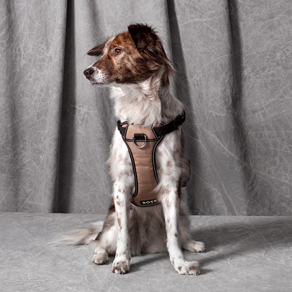 【先行予約販売】BOSS（ボス）ハーネス / Dog Essentials Harness