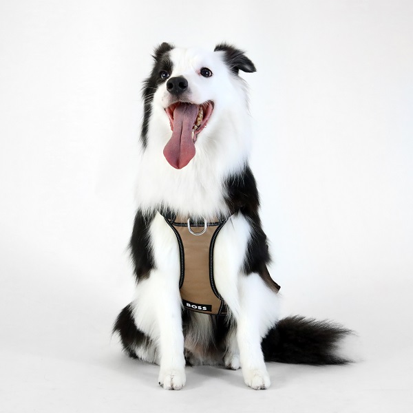 【先行予約販売】BOSS（ボス）ハーネス / Dog Essentials Harness